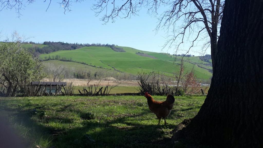 Agriturismo Molino Nuovo كاستيل سان بييترو تي المظهر الخارجي الصورة